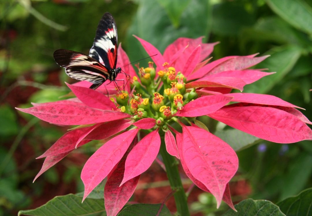 Jardín botánico presenta exhibición gratuita de flores navideñas