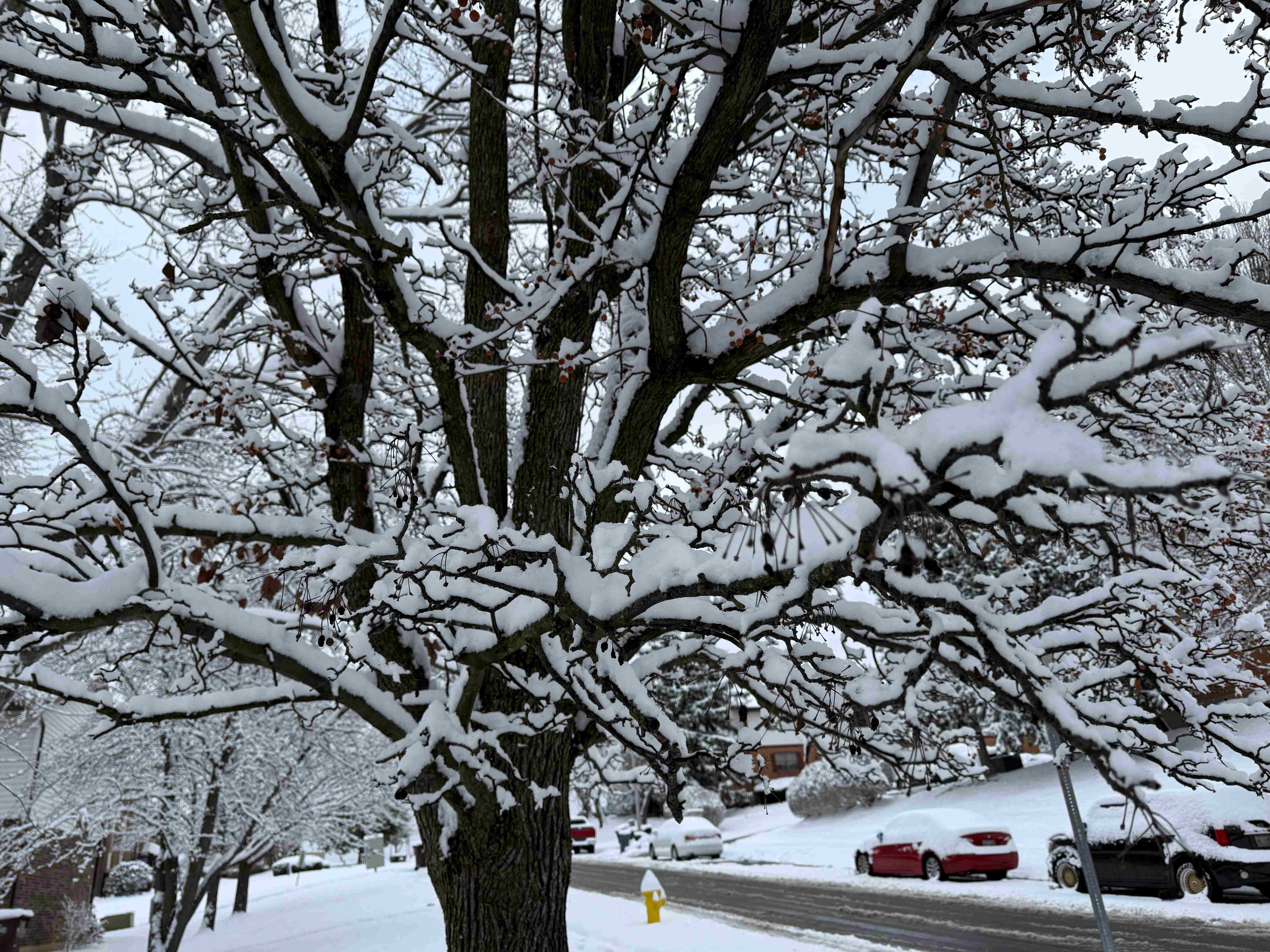 Mañanas heladas en DC antes del regreso de la lluvia