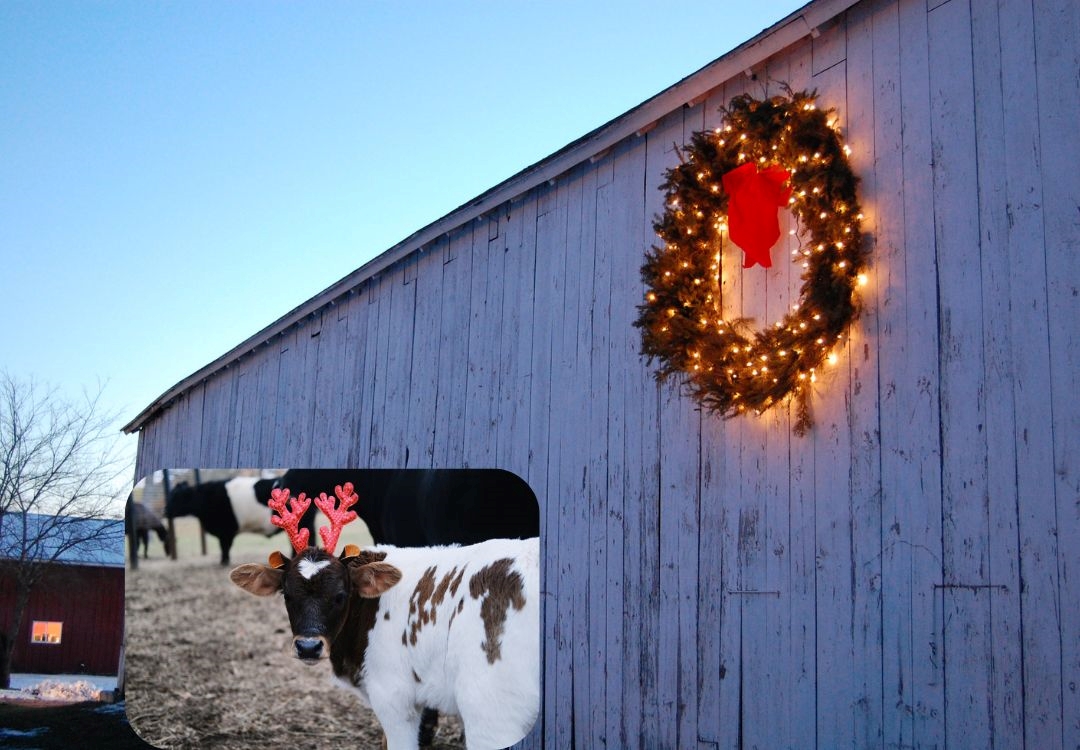 ¡Últimos días de aventuras navideña en granja de Herndon!
