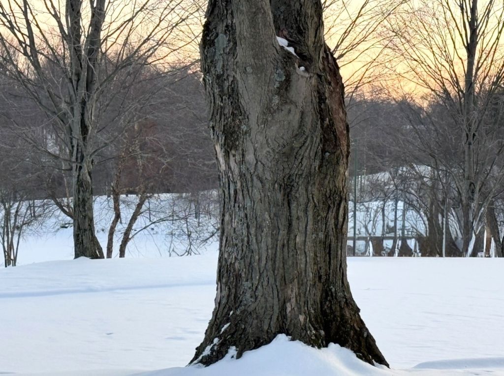 Frío extremo y nieve ligera marcan el fin de semana en el DMV