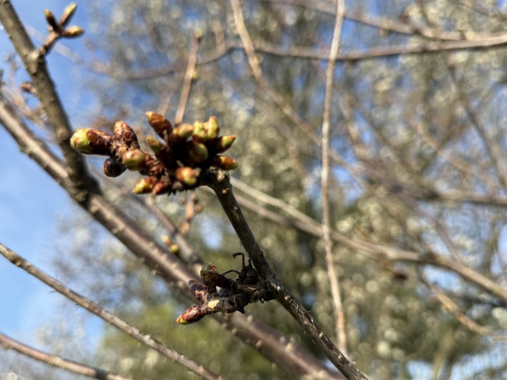 Cuenta regresiva: ¡Las flores de cerezo han empezado a retoñar en DC!
