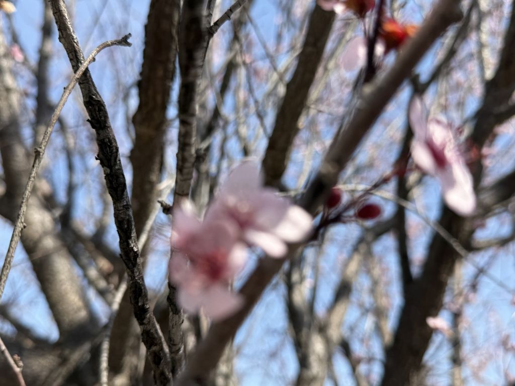 Cuenta regresiva: ¡Las flores de cerezo han empezado a retoñar en DC!