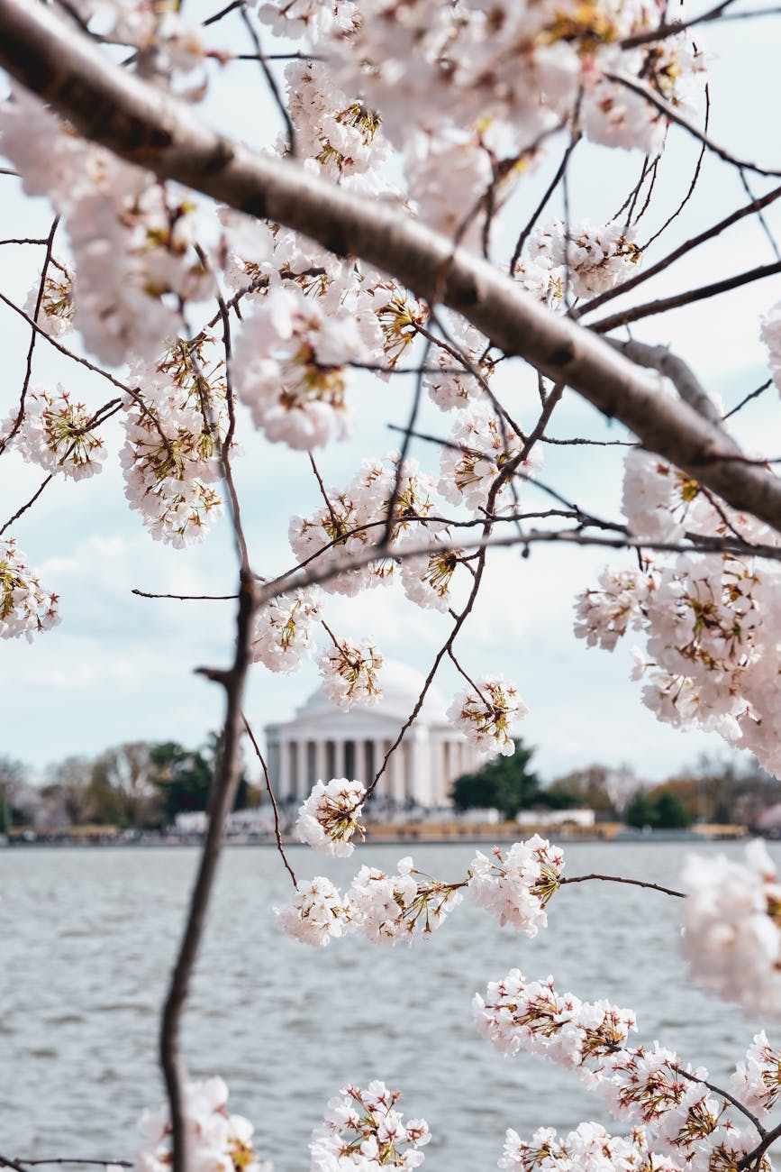 white cherry blossom tree near body of water