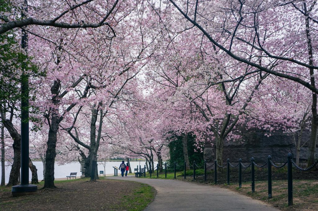 cherry blossom pathway in full bloom
