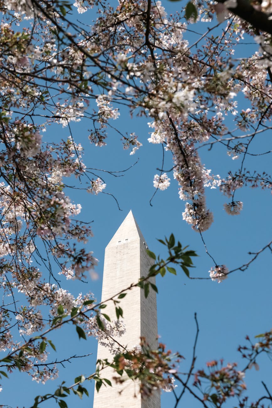 cherry blossoms framing washington monument
