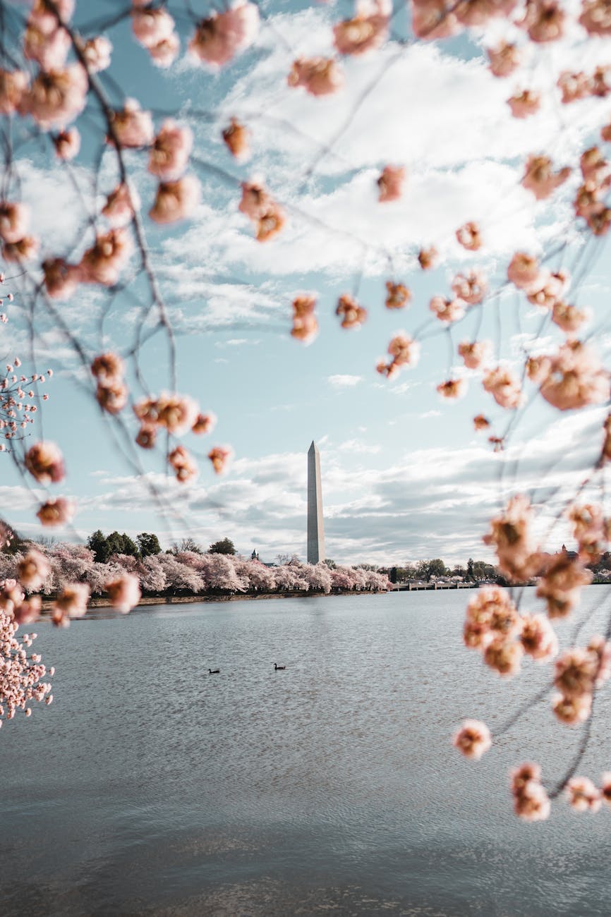 cherry blossoms blooming beside the tidal basin